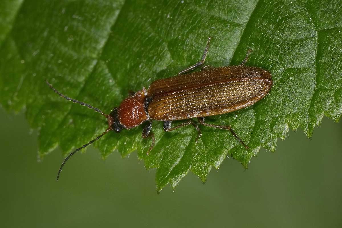 Denticollis linearis, femmina, Elateridae